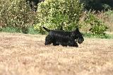 SCOTTISH TERRIER 280